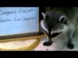 adorable raccoon video